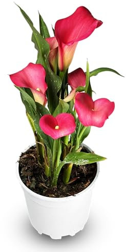 Zantedeschia Cala Planta Natural de Interior y Exterior Rosa – Maceta de 14 cm - Planta Viva Elegante y Decorativa