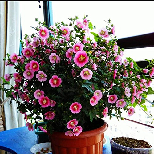 100 Stück Bonsai Hibiscus Blumensamen Topf Mini Hibiscus Samen Stauden Althea Blumensamen für Hausgarten Einpflanzen leicht 3 wachsen