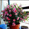 100 Stück Bonsai Hibiscus Blumensamen Topf Mini Hibiscus Samen Stauden Althea Blumensamen für Hausgarten Einpflanzen leicht 3 wachsen