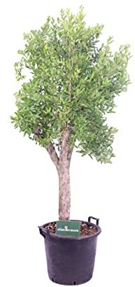 Pianta di Melograno Wonderful Albero di Punica Granatum pianta da esterno albero di Melograno ornamentale pianta vera di Melograno venduta da eGarden.store