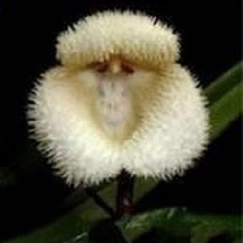 Haloppe 20 Stücke Affengesicht Orchidee Blumen Pflanzen Samen für Hausgarten Pflanzen, Seltene Affengesicht Orchidee Samen Gartenpflanze Blume Saatgut