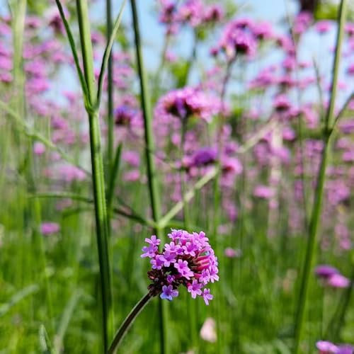 500 pcs eisenkraut samen exotische pflanzen verbene samen, kräutersamen indoor garten kräuterpflanzen, blumensamen kräuter pflanzen bodendecker winterhart mehrjährig, kräutergarten