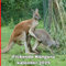 Fickende Känguru kalender 2025