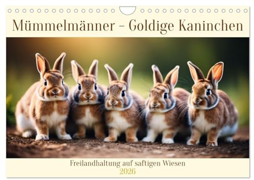 Mümmelmänner - Goldige Kaninchen (Wandkalender 2026 DIN A4 quer), CALVENDO Monatskalender: Freilandhaltung auf saftigen Wiesen (CALVENDO Tiere)