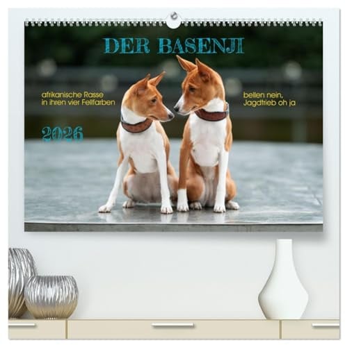 Der Basenji (hochwertiger Premium Wandkalender 2026 DIN A2 quer), Kunstdruck in Hochglanz: Der Basenji in seiner Farbvielfalt (CALVENDO Tiere)