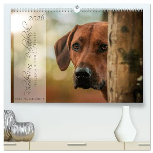 Rhodesian Ridgeback - Herzen auf vier Pfoten (hochwertiger Premium Wandkalender 2026 DIN A2 quer), Kunstdruck in Hochglanz (CALVENDO Tiere)