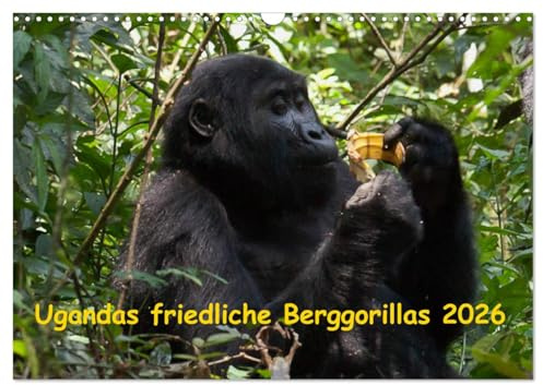 Ugandas friedliche Berggorillas (Wandkalender 2026 DIN A3 quer), CALVENDO Monatskalender: Habinyanja Gorillafamilie im Urwald von Uganda (CALVENDO Tiere)