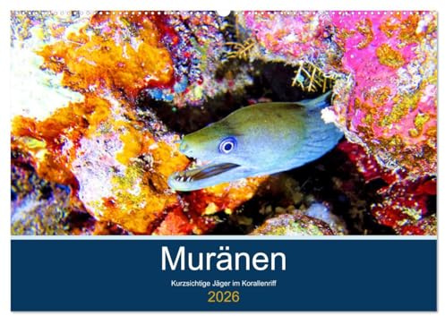 Muränen - Kurzsichtige Jäger im Korallenriff (Wandkalender 2026 DIN A2 quer), CALVENDO Monatskalender: Muränen werden zu Unrecht als Schrecken der Meere bezeichnet (CALVENDO Tiere)