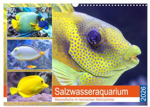 Salzwasseraquarium. Meeresfische im heimischen Wohnzimmer (Wandkalender 2026 DIN A3 quer), CALVENDO Monatskalender: Traumhaft schöne Fische im Meerwasseraquarium (CALVENDO Tiere)