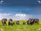 Afrika - Ackermann Gallery Kalender 2024, Wandkalender im Querformat (66x50 cm) - Großformat-Kalender / Hochwertiger Panorama-Kalender Tiere und Natur