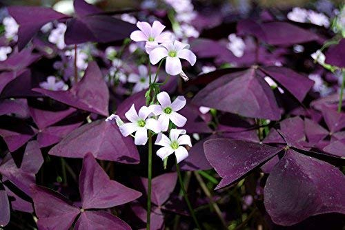 Oxalis, Sauerklee Triangularis - 5 Blumenzwiebeln