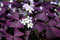 Oxalis, Sauerklee Triangularis - 5 Blumenzwiebeln