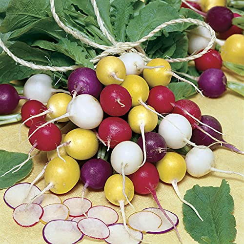 Rainbow Radish Approx 240 Seeds