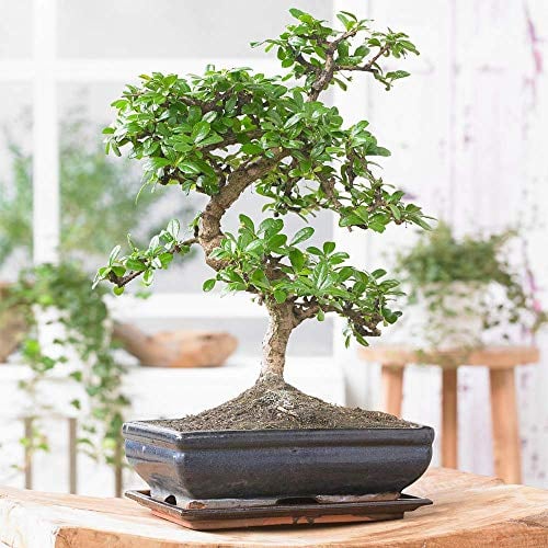 Bonsai di Olmo Cinese - Tradizionale Pianta Per Interni Giapponese