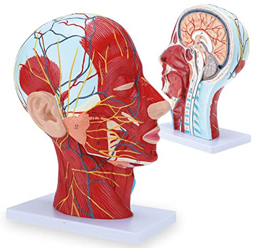 RONTEN Menschlicher Halbkopf, oberflächliches Neurovaskuläres Modell mit Muskulatur, anatomisches Kopfmodell für medizinische Biologie, Anatomie-Bildung