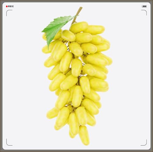 Winterhart Mehrjährig,Tafel-Trauben Weinreben Vitis Vinifera,Weinreben Winterhart,Weintrauben Kernlos,Weintraube-2zwiebeln-a