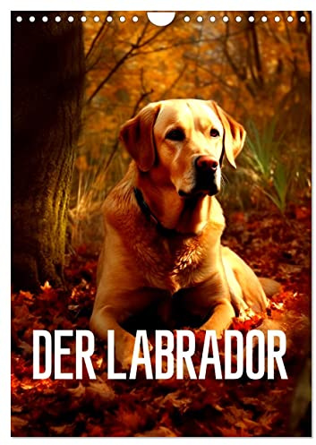 Der Labrador (Wandkalender 2026 DIN A4 hoch), CALVENDO Monatskalender: Der Labrador - Der beliebte Familienhund (CALVENDO Tiere)