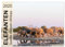 Elefanten - Sanfte Riesen Afrikas (Wandkalender 2025 DIN A2 quer), CALVENDO Monatskalender: Begegnungen im südlichen und östlichen Afrika. (CALVENDO Tiere)