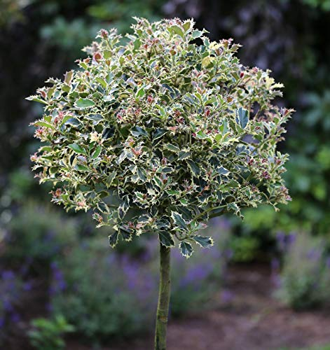 Hochstamm Stechpalme Myrtifolia Ilex aquifolium 80-100 cm