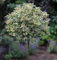 Hochstamm Stechpalme Myrtifolia Ilex aquifolium 80-100 cm