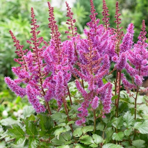 1 x Astilbe Purple – Fluffy Purple Plumes – Summer Flowering Bulbs – Perennials – Perfect for Containers or Border – for Your Beautiful Garden