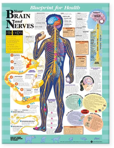 Blueprint For Health Your Brain And Nerves Chart