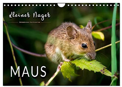 Kleiner Nager - Maus (Wandkalender 2026 DIN A4 quer), CALVENDO Monatskalender: Eindrucksvolle Bilder der scheuen Tiere. (CALVENDO Tiere)