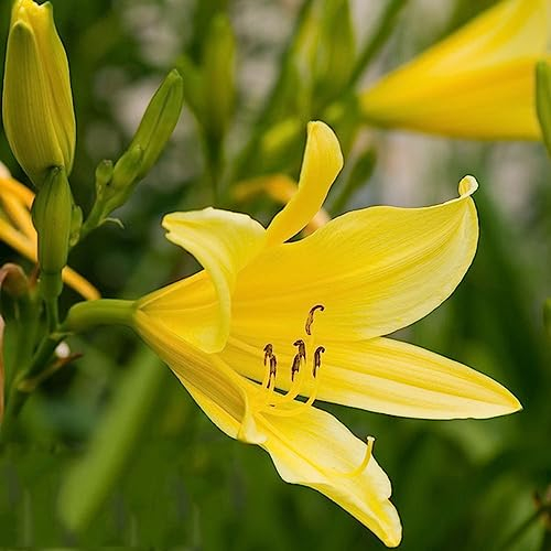 100 Taglilien Samen,Hemerocallis Fulva, Bodendecker Winterhart Mehrjährig Bodendecker Winterhart Luftreinigende Zimmerpflanzen Blumen Samen Mehrjährige Indoor Plants Balkon Pflanze