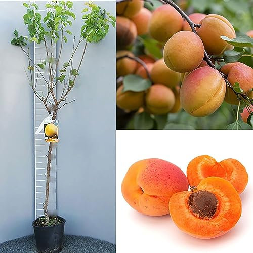 SAVINI VIVAI Plantas frutales Planta de albaricoque vitillo en maceta 22-24 cm 2-3 años Altura 130-150 cm