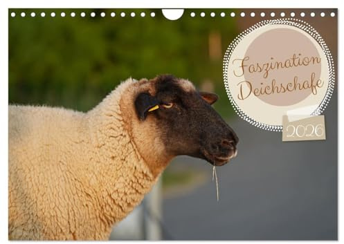 Faszination Deichschafe (Wandkalender 2026 DIN A4 quer), CALVENDO Monatskalender: Tierisch süße Rasenmäher an der Nordseeküste (CALVENDO Tiere)