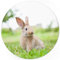48 Oster-Aufkleber Osterhase Hase Foto auf Wiese - für Geschenke zu Ostern/Sticker/Aufkleber/Etiketten/Rund