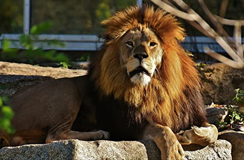 hansepuzzle 84635 - Löwe Puzzle 500 Teile | Natur Puzzle mit hochwertiger Puzzle Aufbewahrung: Kartonbox und wiederverschließbarem Beutel | Puzzle-Maße: 46 x 30 cm