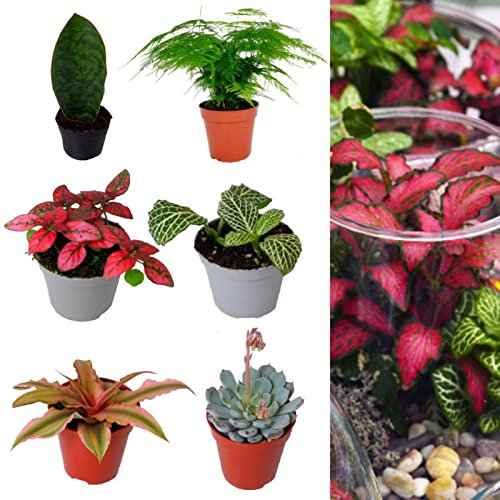 Carbeth Plants 3 x Terrarium Plant Mix – Easy to Care Indoor Plants Ideal for Closed or Open Terrariums – Assorted Varieties Suited to Growing in Glass Containers or Decorative Jars