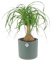 KENTIS - Beaucarnea Nolina Recurvata - Piante da Interni Vere - H 30-40cm Vaso Ø 14 cm - Mangiafumo
