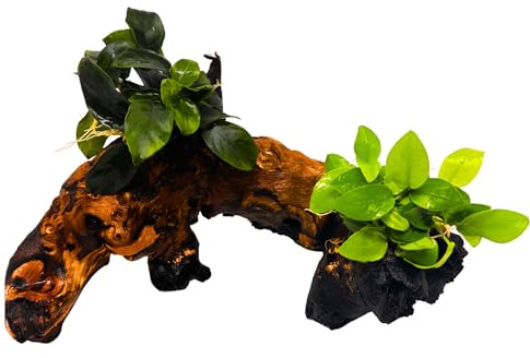 WASSERPFLANZEN WOLFF - 2 Anubias auf Mopani-Wurzel – Zwergspeerblatt & Goldene Anubias nana ‘Yellow Heart’ | Aufsitzerpflanze & Vordergrundpflanze | barschfest & robust | Eisenholz