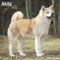Akitas 2023 - 16-Monatskalender: Original Avonside-Kalender [Mehrsprachig] [Kalender] (Wall-Kalender)