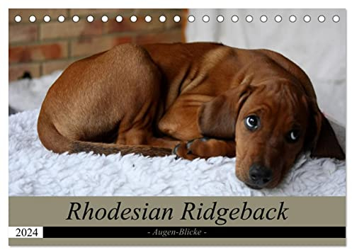 Rhodesian Ridgeback Augen-Blicke (Tischkalender 2024 DIN A5 quer), CALVENDO Monatskalender: Der beste Freund des Menschens (CALVENDO Tiere)