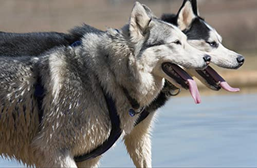 hansepuzzle 29685 - Husky Puzzle 500 Teile - Tierwelt-Puzzle mit hochwertiger Aufbewahrung: Kartonbox und wiederverschließbarem Beutel - Puzzle-Maße: 46 x 30 cm