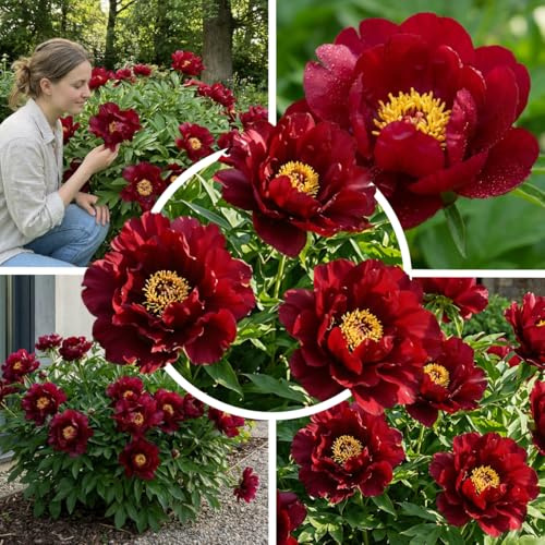 Itoh Pfingstrosen pflanzen Red 1 Wurzel Winterhart Mehrjährig | Rote Päonie aus Holland, Sorte Red Passion, stauden für Garten und Topf