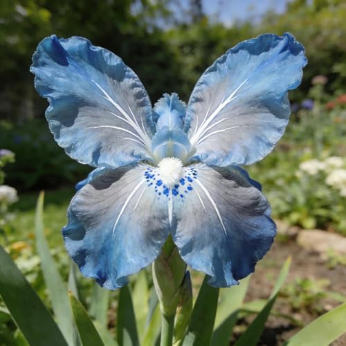 Iris zum Anpflanzen/Winterharte mehrjährige Seltene Iris/Farbenfrohe Exklusive/Schnell wachsend-Lange Blütezeit-Hochwertig,gemischt,selten,ausgewählt-4Rhizome-G