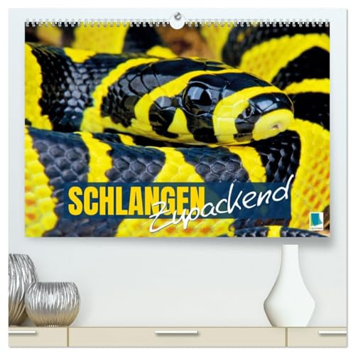 Schlangen: Zupackend (hochwertiger Premium Wandkalender 2026 DIN A2 quer), Kunstdruck in Hochglanz: Boa, Python, Anakonda: schlanke Reptilien, vielfältige Würgeschlangen (CALVENDO Tiere)