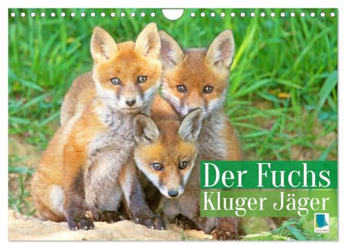 Der Fuchs: Kluger Jäger (Wandkalender 2026 DIN A4 quer), CALVENDO Monatskalender: Beeindruckende Naturfotografien aus dem Leben der Füchse (CALVENDO Tiere)