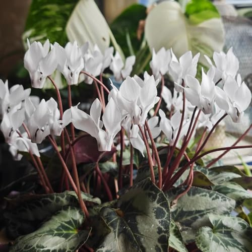 semi di ciclamino - ciclamino - semi di aiuole rialzate primaverile, selvatici recisi perenne resistente tappezzante da giardino roccioso 600pcs