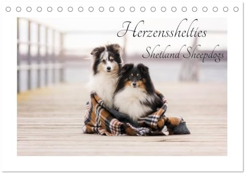 Herzensshelties - Shetland Sheepdogs (Tischkalender 2026 DIN A5 quer), CALVENDO Monatskalender: Shelties- fotografiert von Madlen Kudla (CALVENDO Tiere)