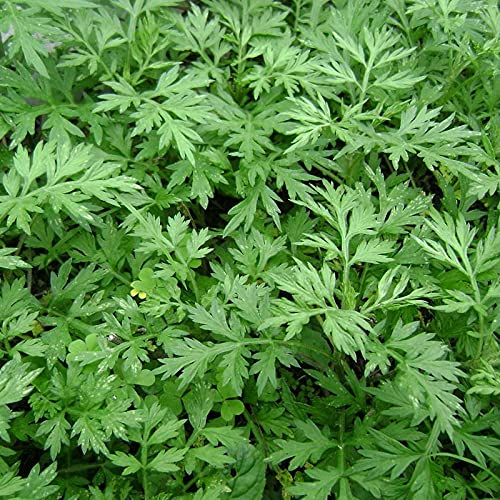 Benoon Artemisia Vulgaris Seeds, 100 Stück/Beutel Artemisia Vulgaris Seeds Staude Immergrün Gute Ernte Einfache Pflanze Western Beifuß Samen Für Den Außenbereich Samen