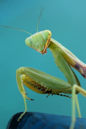 Notizbuch: Notizbuch Gottesanbeterin Natur Insekten lustiges Tiermotiv Foto Tiere Notizbuch liniert 6x9 Zoll (ca A5) gebunden Hardcover ,120 Seiten , ... als Notizbuch Notizheft Schreibheft Tagebuch