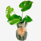Monstera Deliciosa – Stunning Indoor Houseplant for Home & Office – Air-Purifying & Low-Maintenance