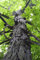 Shagbark Hickory, Carya Ovata, Hardy! Tree 4 Seeds