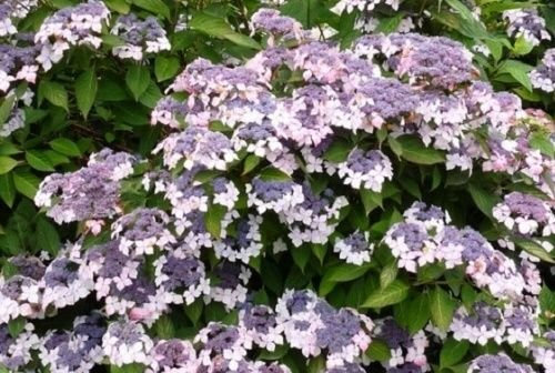 Portal Cool 1 (1 Pianta): Hortensien Serrata 'Grayswood' (Inviati con Un 9 cm Topf)