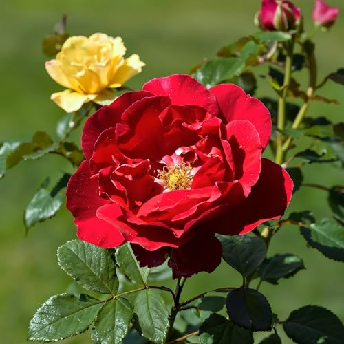 Miscela di Rose Rampicanti - 3 Rosai a Radice Nuda (vlammenspel, Paul’S Lemon Pillar) - Resistenti, Perenni, Qualità Olandese per Pareti, Archi e Recinzioni